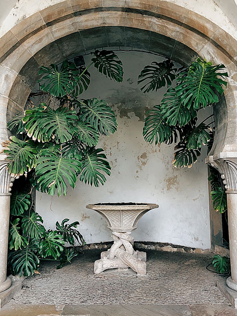 Round Gray Birdbath Beside Palm Tree, ancient, architecture, building HD wallpaper