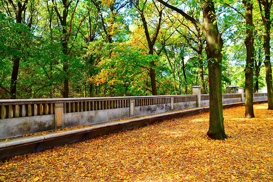 germany, berlin, ebertstraße 21, tree, autumn, plant, change HD wallpaper