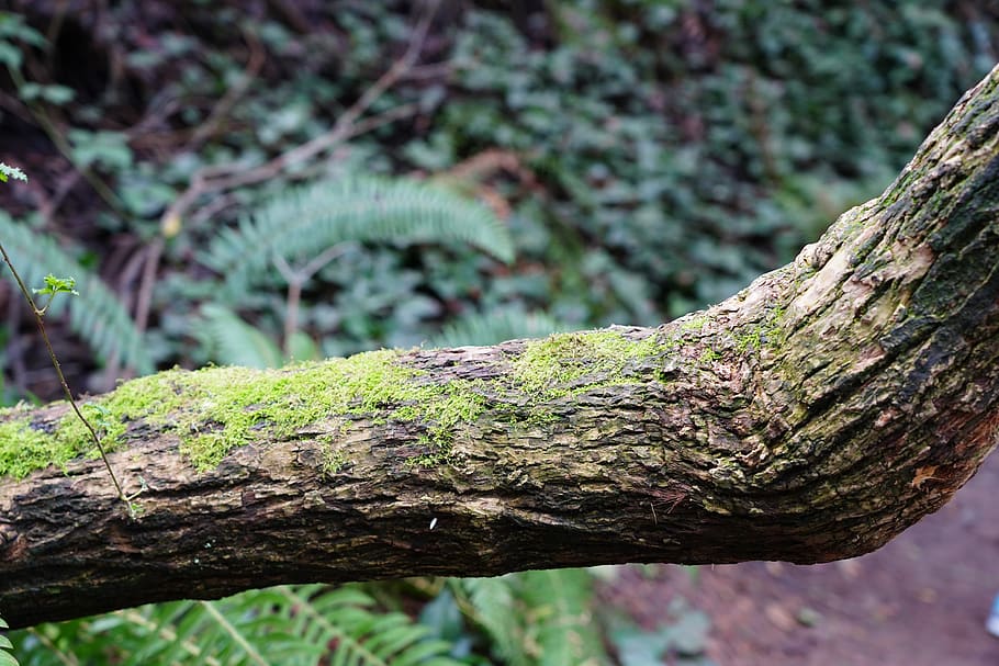 plant, tree, tree trunk, mount sutro, animal, moss, reptile HD wallpaper