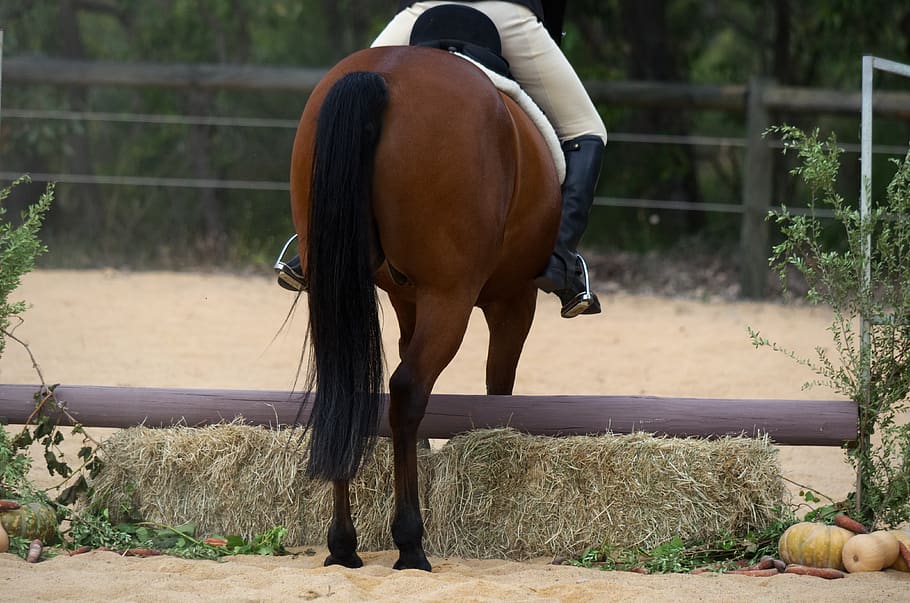 horse, standardbred, hunter, show, jumper, refusal, fall, autumn