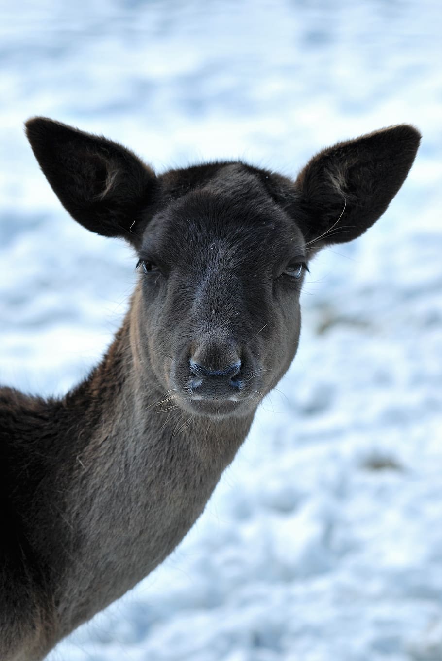 roe deer, hirsch, forest, antler, wild animal, nature, winter HD wallpaper