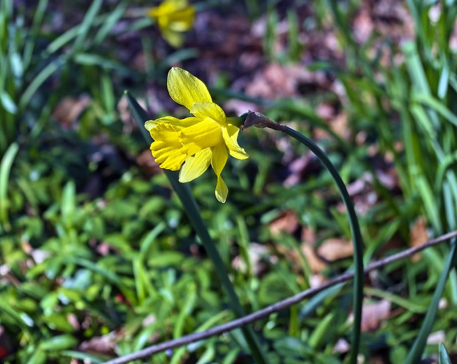 arkansas backlit daffodils 2019, garden, bloom, plant, flowers, HD wallpaper