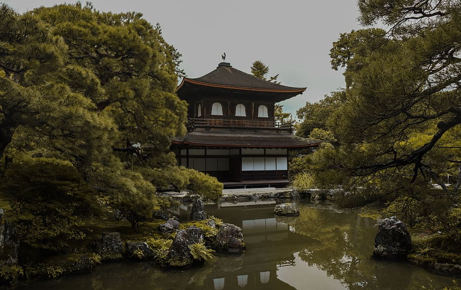 castle surrounded with waters, tree, plant, built structure, architecture HD wallpaper