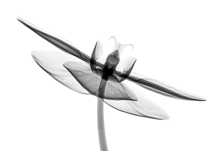 gray and white artwork, white background, studio shot, close-up HD wallpaper