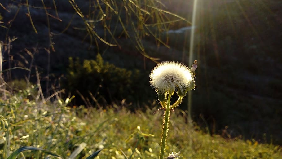 dandelion, flower, ray of light, field, nature, plant, seeds, HD wallpaper