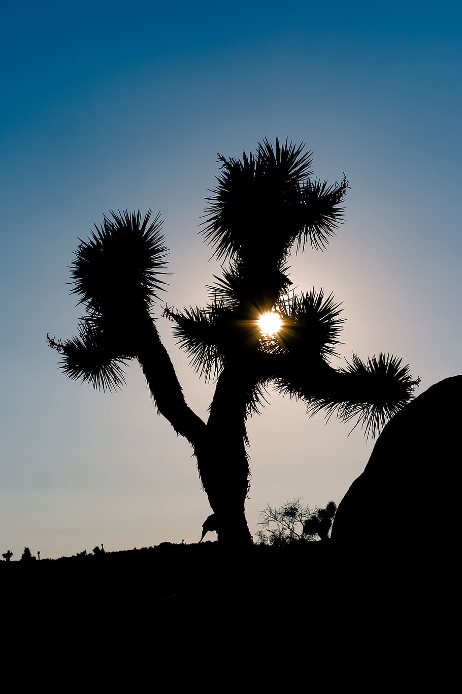 trees, nature, landscape, sunset, sillouette, joshua tree, fujifilm HD wallpaper