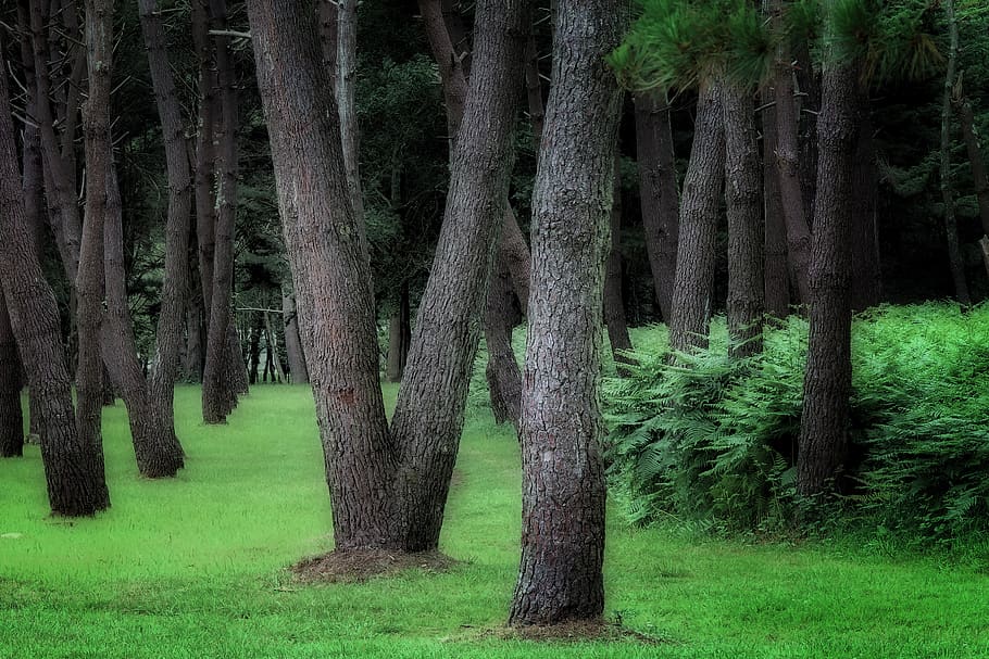 tree, forest, plant, tree trunk, land, grass, green color, growth HD wallpaper