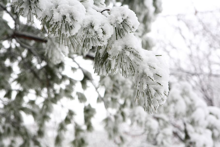 winter, wood, snow, plant, tree, growth, no people, beauty in nature HD wallpaper