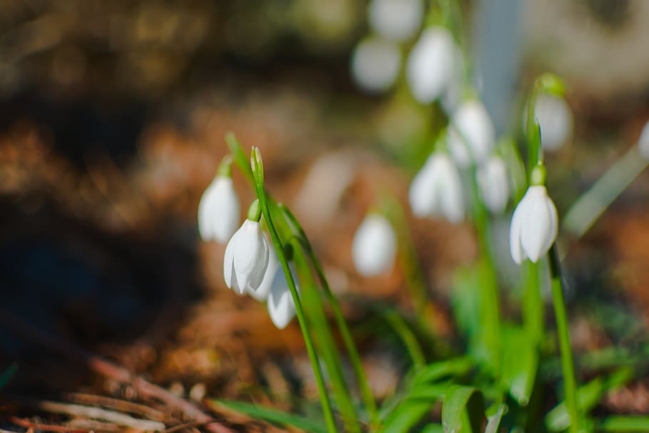 white crocus flower, amaryllidaceae, blossom, plant, petal, outdoors HD wallpaper