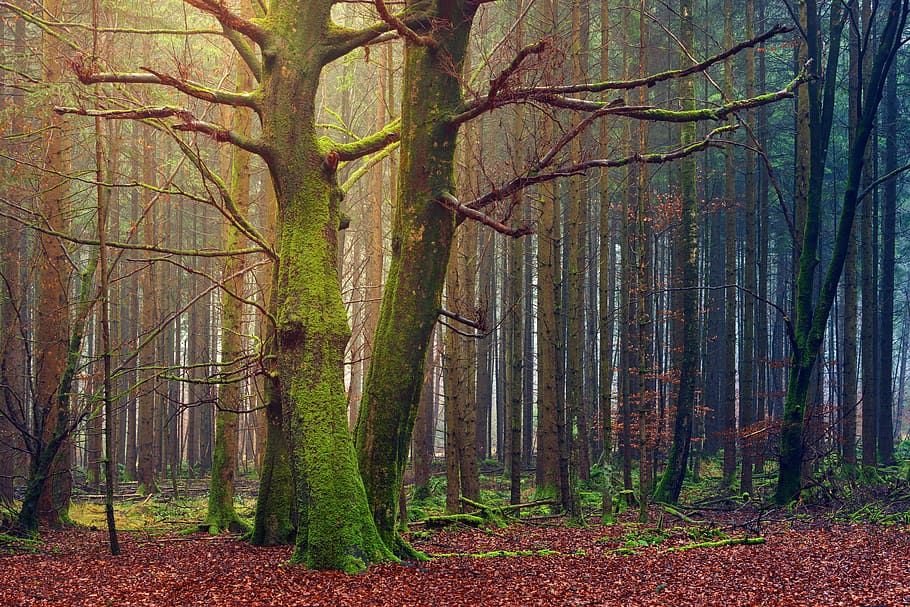 Forest Trees at Daytime, environment, green, landscape, moss HD wallpaper