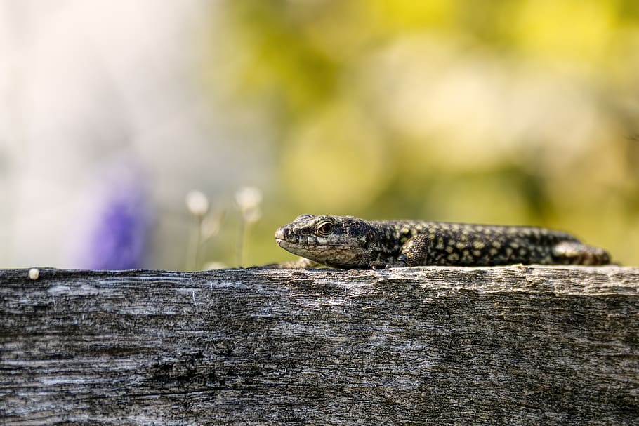 gray and black lizard on brown tree, reptile, animal, gecko, sonnen HD wallpaper