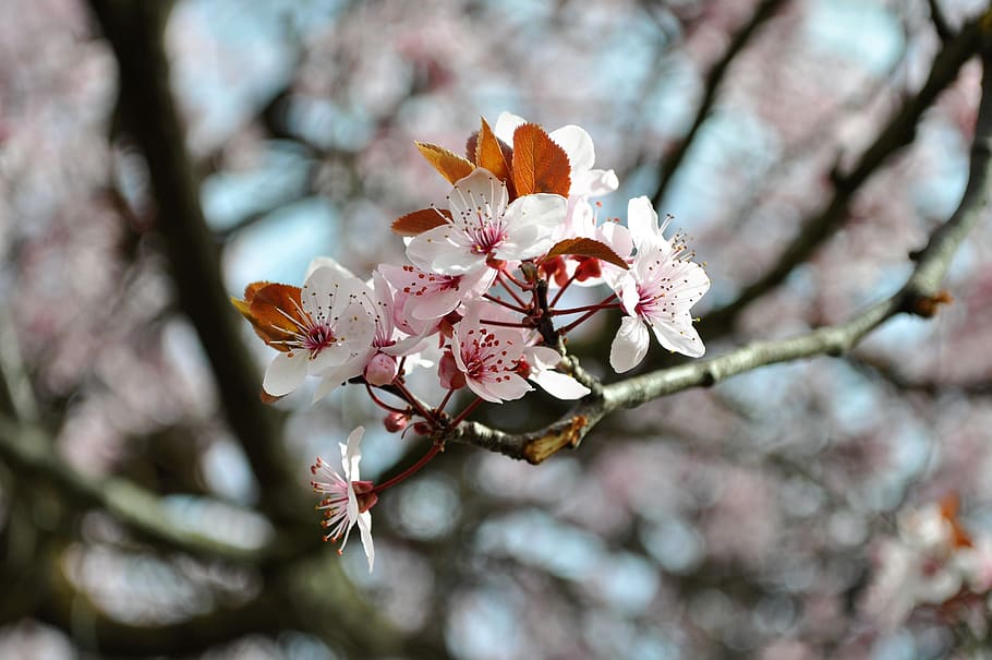 spring, flower, flowers, nature, rosa, garden, flora, beauty HD wallpaper