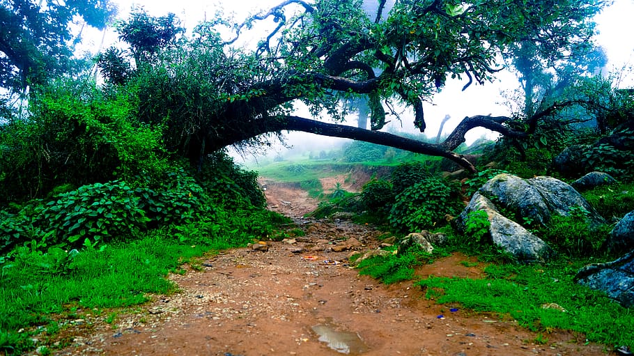 india, dehradun, tree, plant, growth, green color, tranquility HD wallpaper