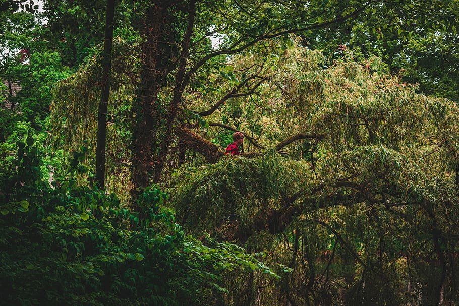 red bird on green nest, vegetation, plant, tree, nature, land HD wallpaper