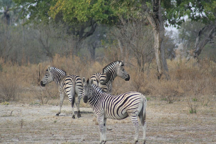 animals, monkeys, wild life, animal wildlife, animals in the wild HD wallpaper