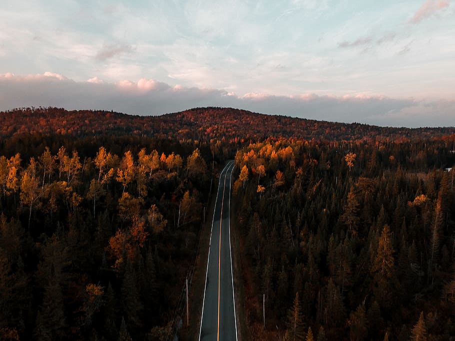 empty roadway, tree, plant, nature, fir, abies, outdoors, conifer HD wallpaper