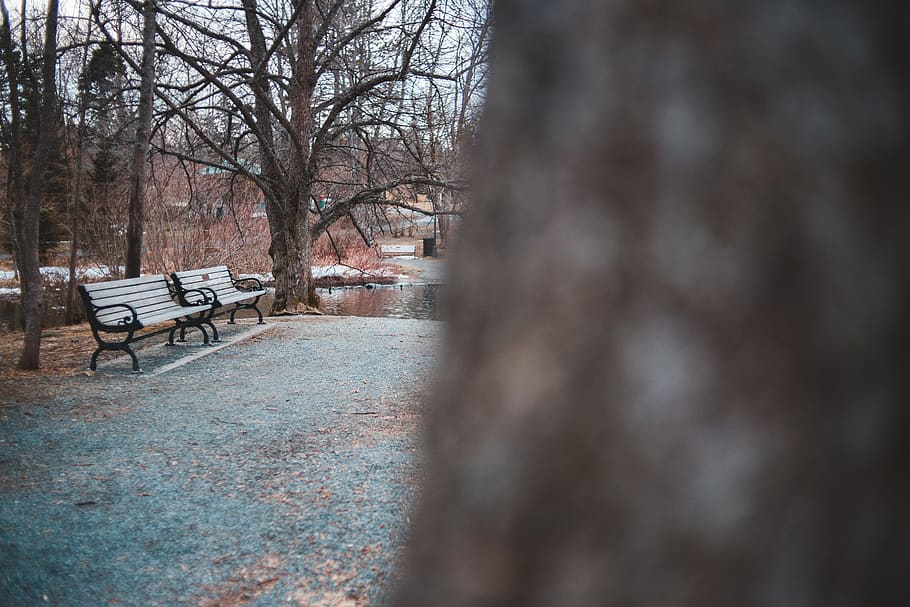 furniture, bench, park bench, path, tree, plant, walkway, flagstone HD wallpaper