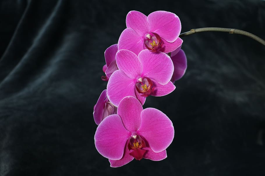 orchid, flower, pink, flowering plant, pink color, freshness HD wallpaper
