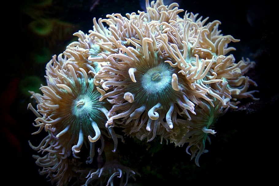 coral reef, underwater, sea life, marine, undersea, animal themes HD wallpaper