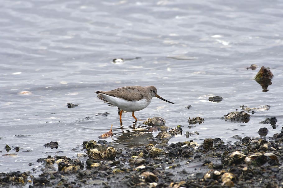 bird, waters, beach, sea, the, solid hashish gear, animal, animal themes HD wallpaper