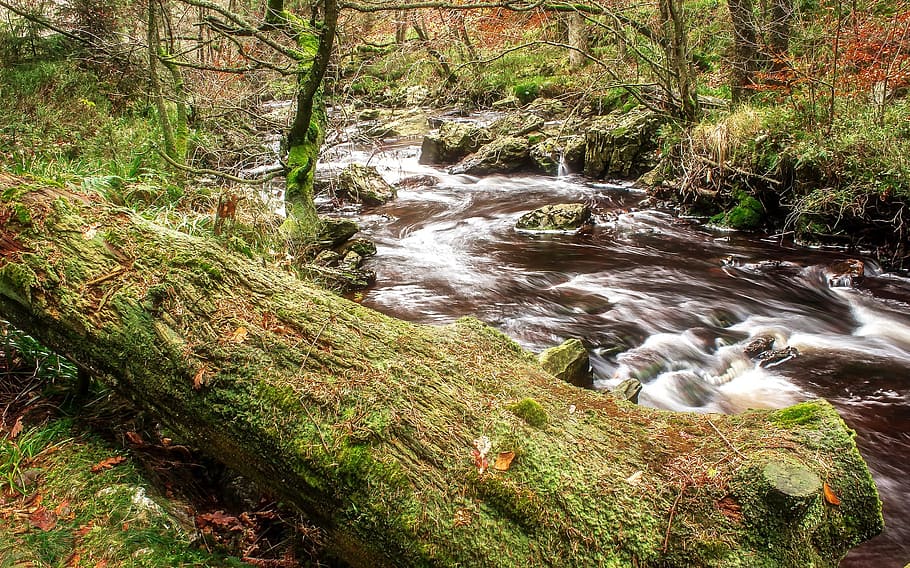 water, flow, nature, stream, river, jungle, wild, forest, rainforest HD wallpaper