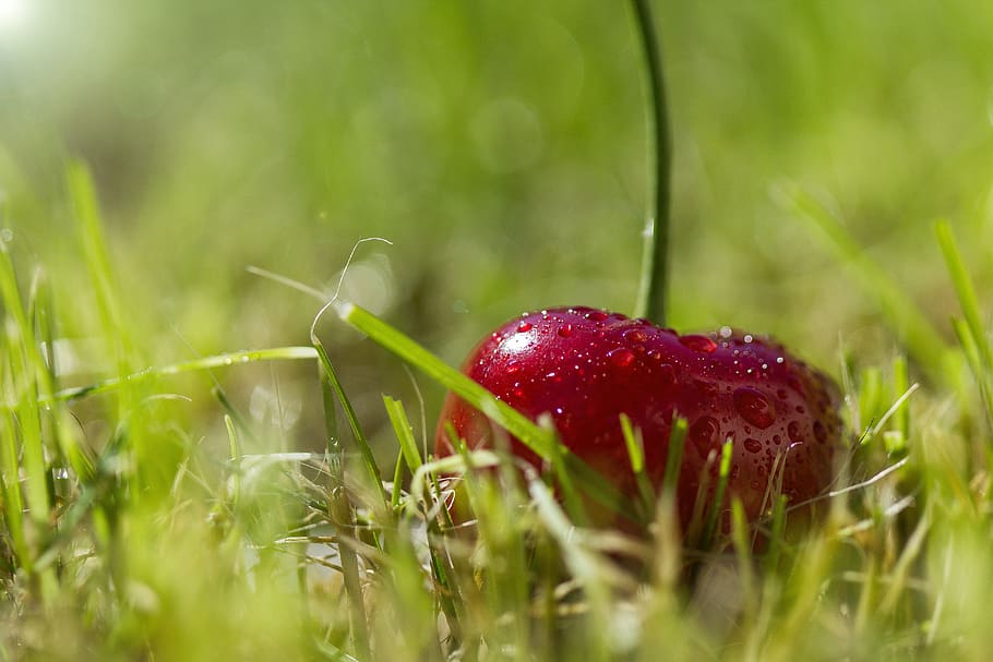 cherry, grass, drop of water, meadow, green, summer, sun, lunch HD wallpaper