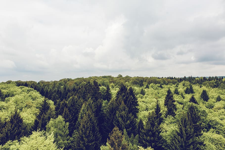 germany, ebrach, baumwipfelpfad steigerwald, ecological, ecosystem HD wallpaper