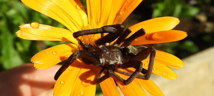 macro, insect, spider, colombia, flowering plant, invertebrate HD wallpaper