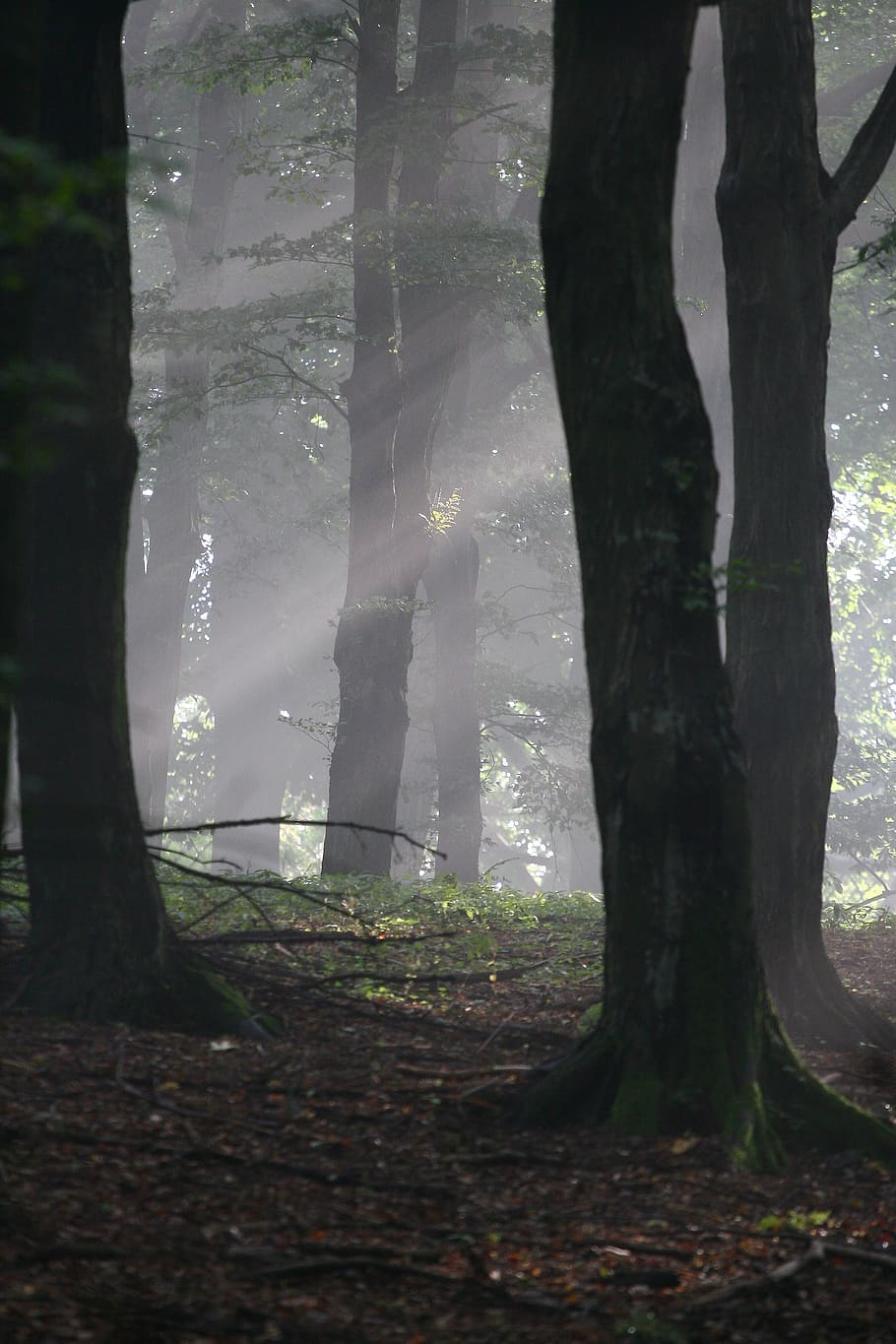 nature, trees, forest, landscape, fog, light, mood, beautiful HD wallpaper
