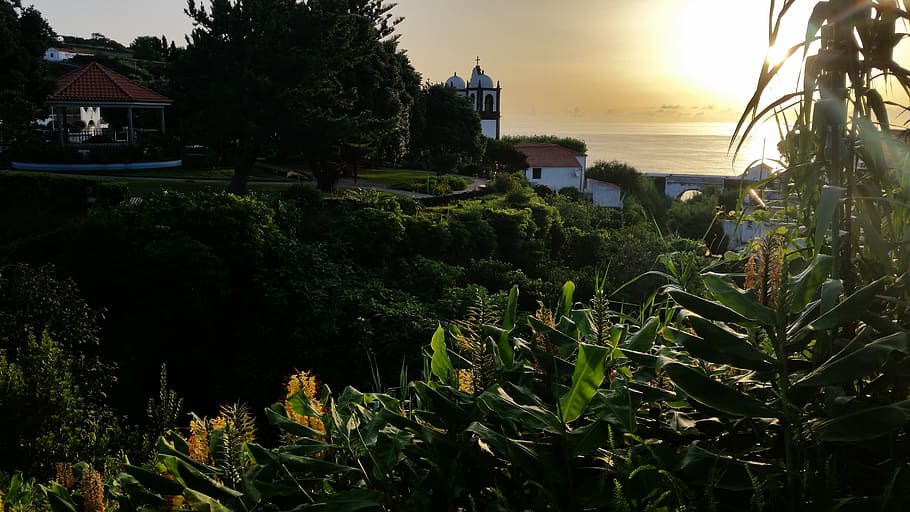 azores-flores-ginger-lily-sunset.jpg