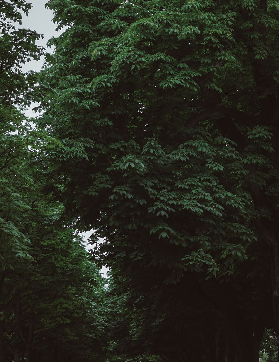 tree, trees, garden, park, leafes, green, plant, growth, nature HD wallpaper