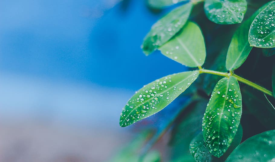 plant part, leaf, water, drop, wet, growth, green color, close-up HD wallpaper