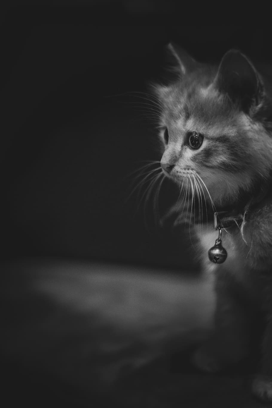 kitty, adorable, cute, pet, feline, animal, domestic, fur, young HD wallpaper