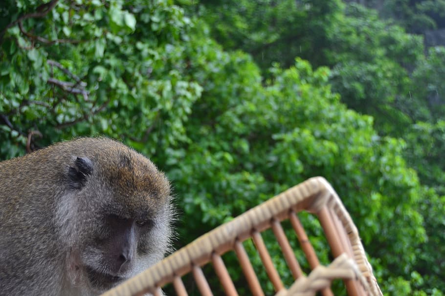 thailand, monkey, beach, fruit, one animal, animal themes, mammal HD wallpaper