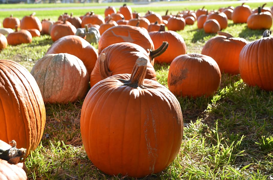 pumpkins, orange pumpkins, fall, autumn, october, harvest, food HD wallpaper