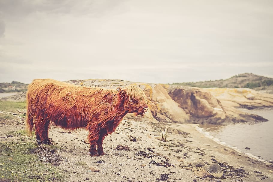 grey, sky, beach, sand, water, wild, cow, animal, shaggy, mammal HD wallpaper