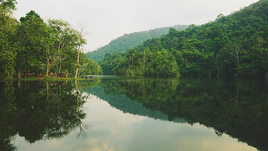 Swim forest. The Lake Beast.