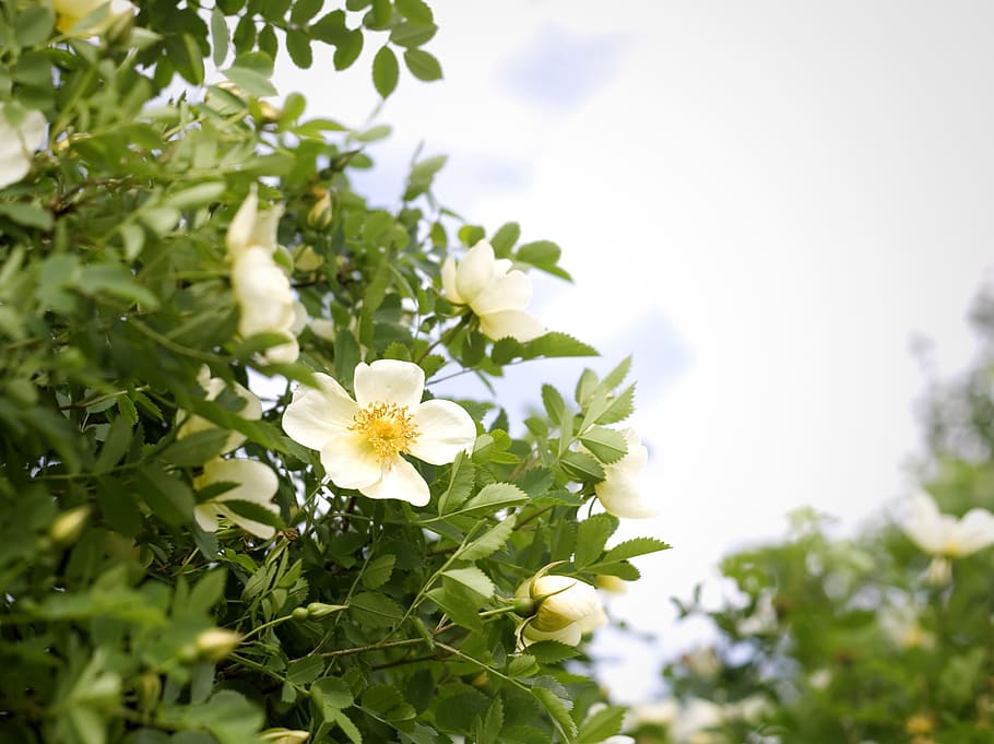 flower, con2011, nature, flowering plant, beauty in nature HD wallpaper