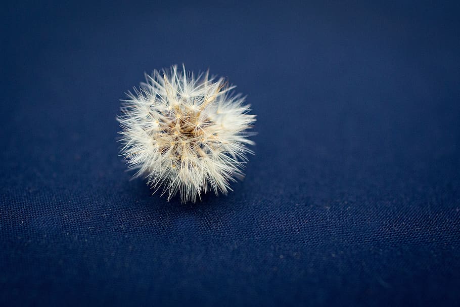 dandelion, flower, seed, delicate, daytime, color, nature, growth HD wallpaper