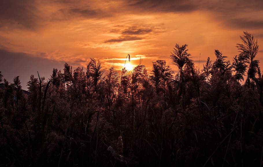 Silhouette Photo of Trees Under Sunset during Golden Hour, blossom HD wallpaper