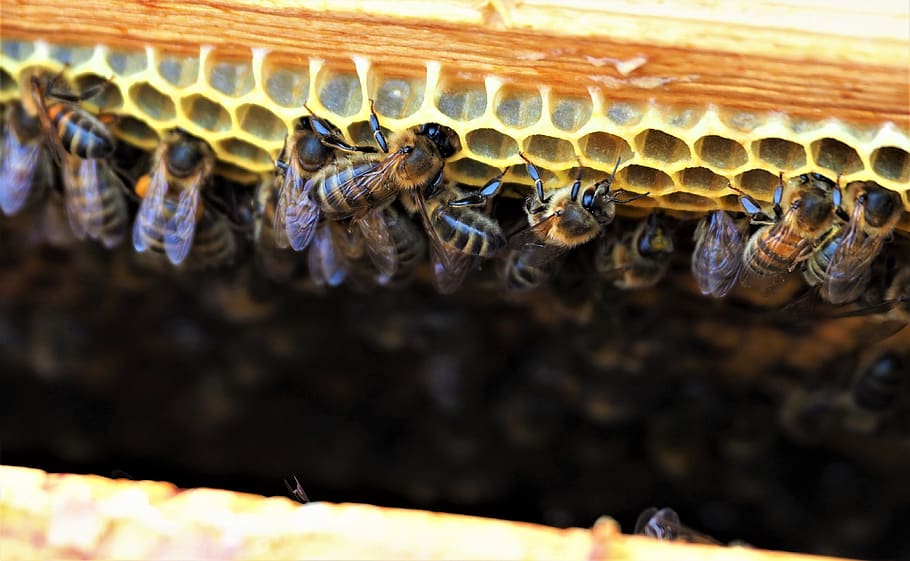 bees, hive, honey, wax, cell, insects, beekeeping, nature, macro HD wallpaper