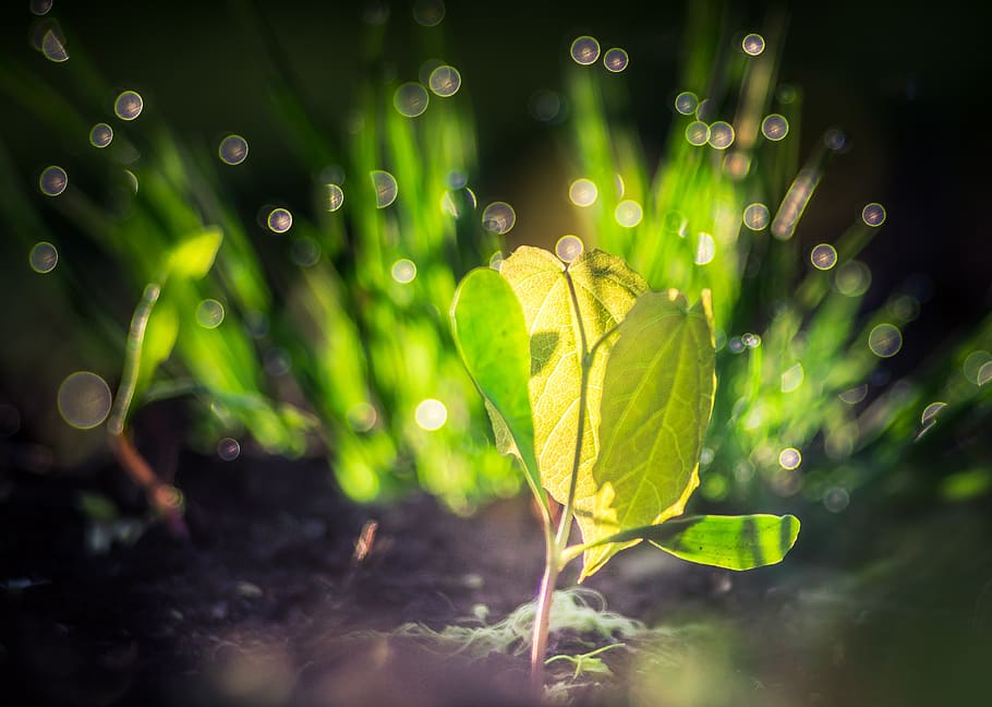 seedling, life, spring, plant, grow, wake up, clone, tree, growth HD wallpaper