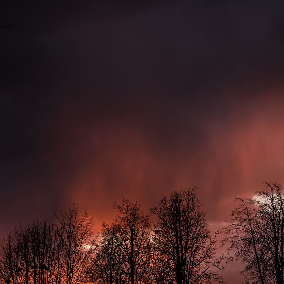Silhouette View of Trees Under Dim Sky, atmospheric, beautiful HD wallpaper