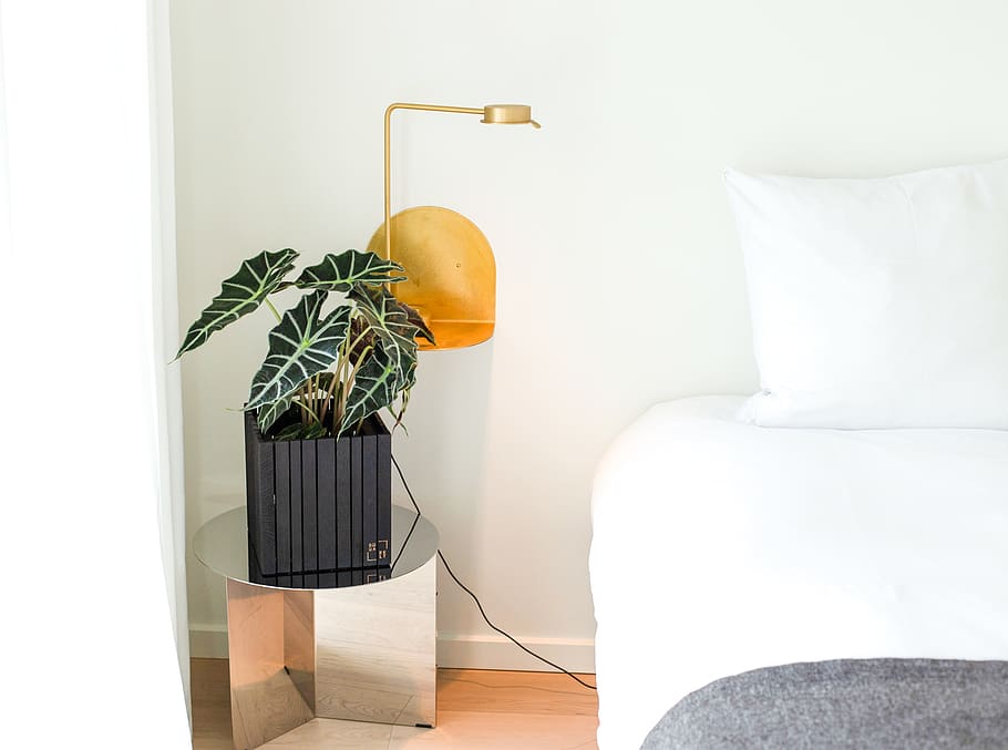 gren leafed plant, domestic room, furniture, indoors, potted plant HD wallpaper