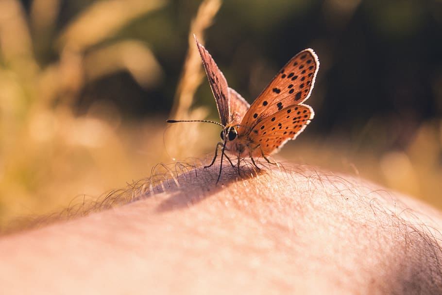 butterfly, invertebrate, insect, human body part, animal wildlife HD wallpaper