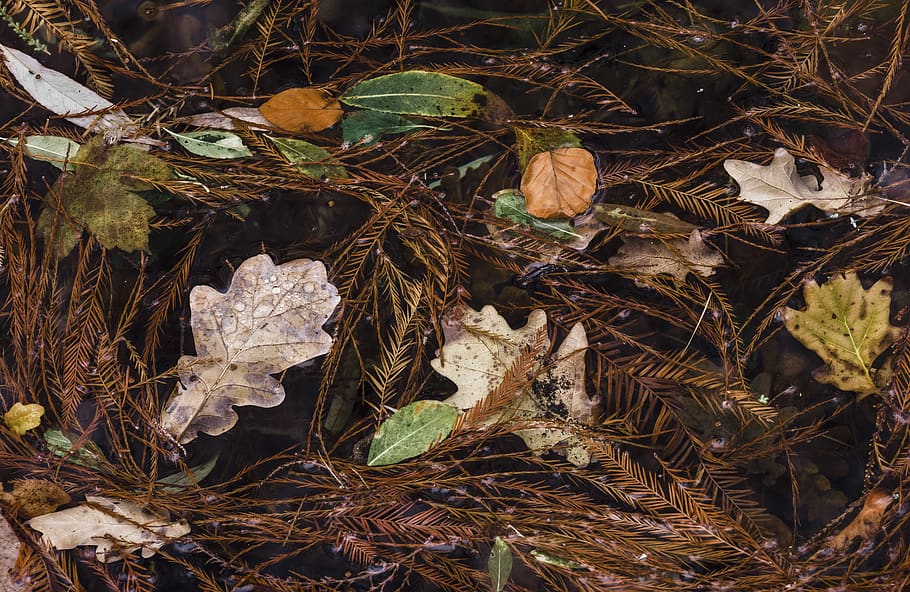 assorted leaves, plant, leaf, nature, outdoors, ground, land HD wallpaper