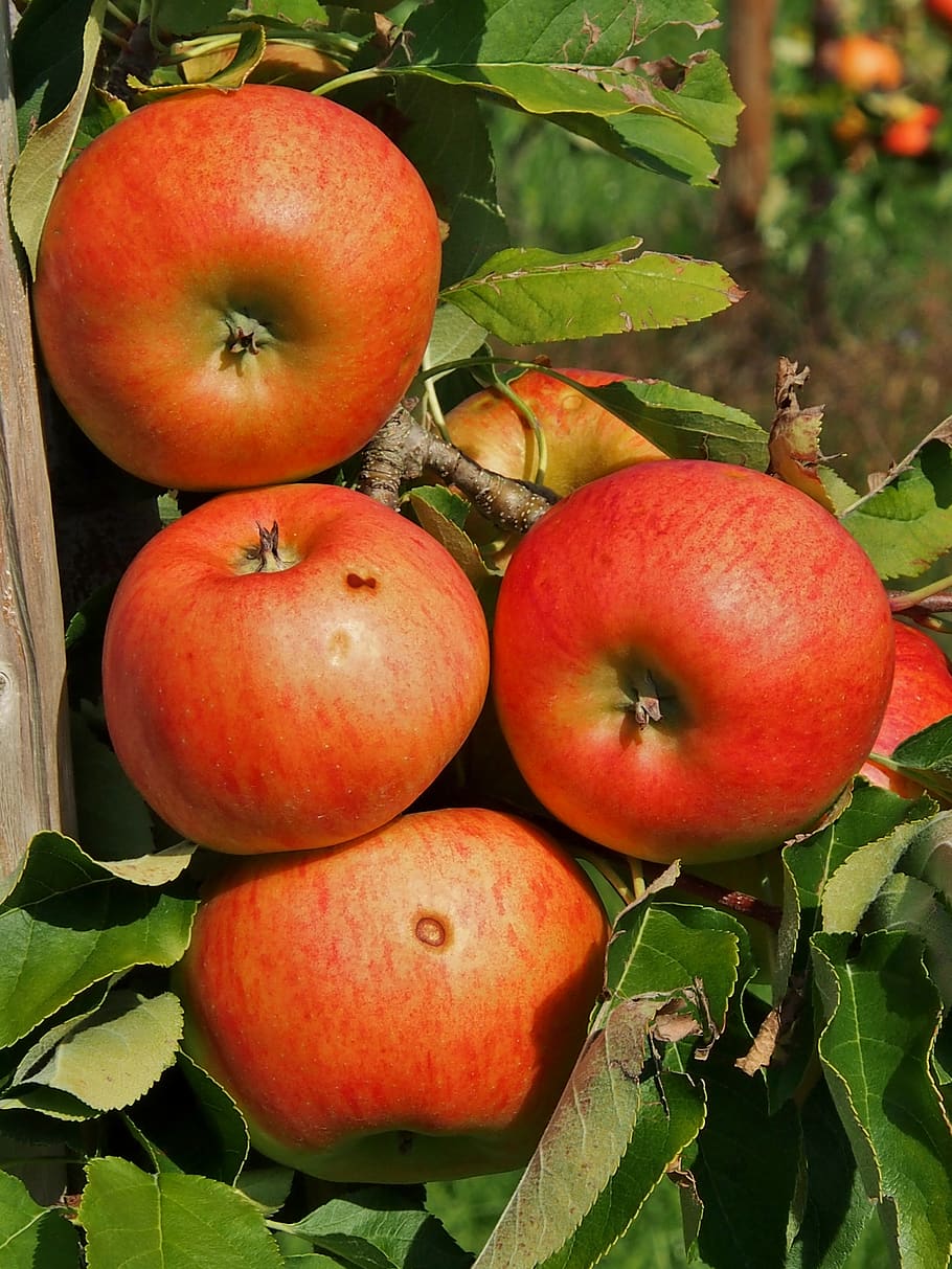 apple, fruit, autumn, harvest, thanksgiving, red, food and drink HD wallpaper