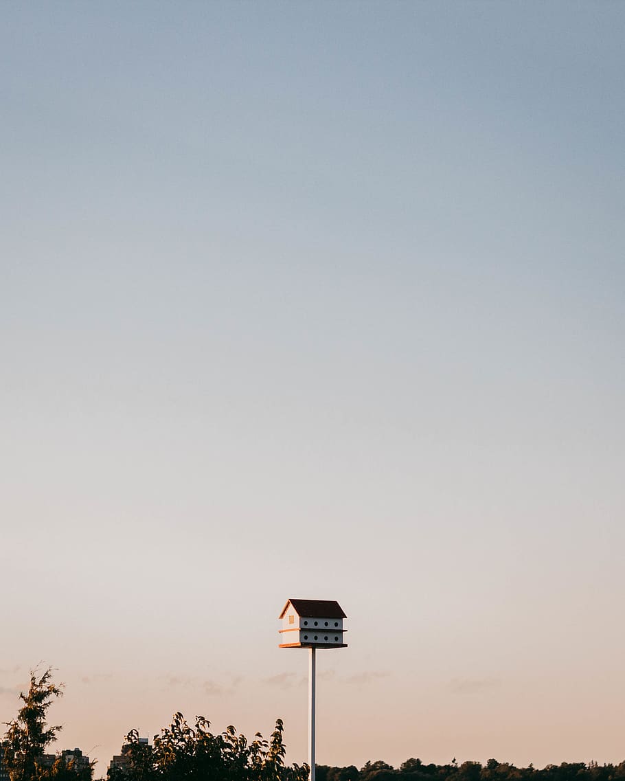 sky, bird, bird house, copy space, clear sky, nature, sunset HD wallpaper