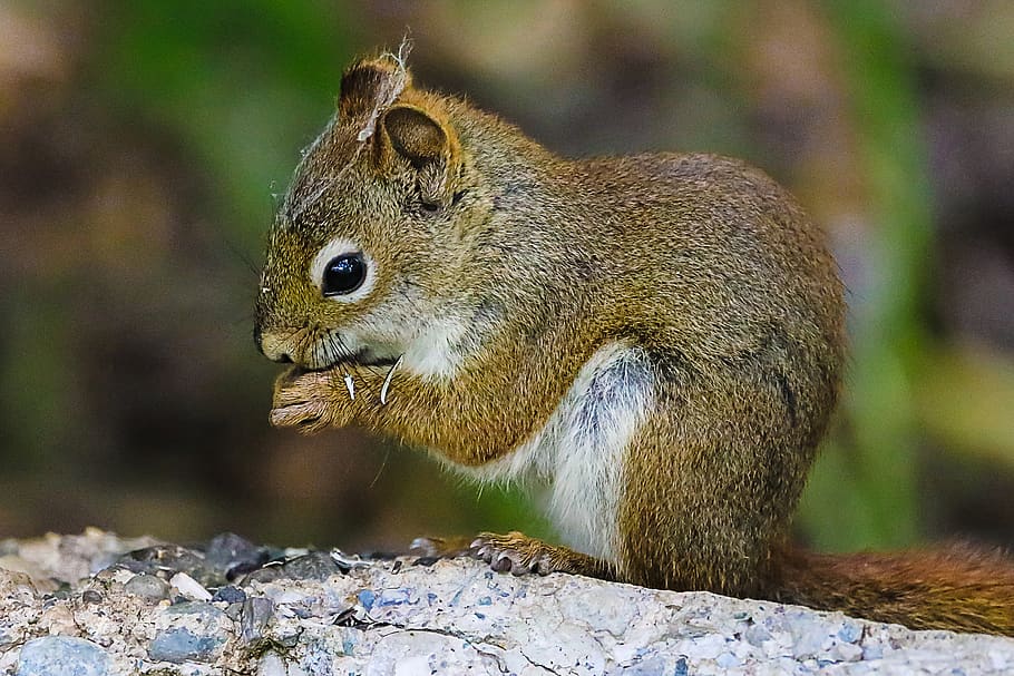 squirrel, cute, nature, animal, furry, animal wildlife, one animal HD wallpaper
