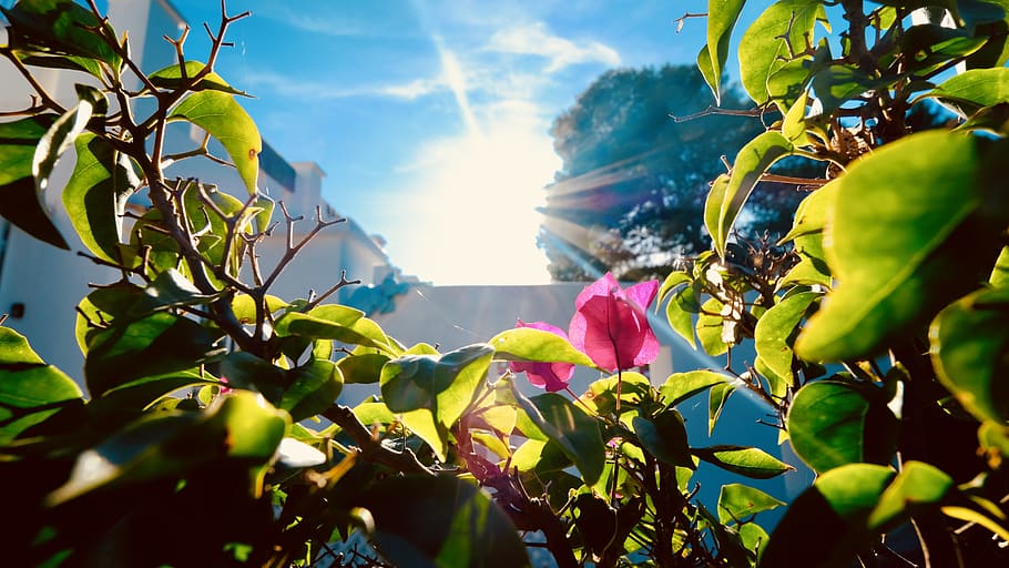 spain, ibiza, plant, plant part, leaf, growth, beauty in nature HD wallpaper